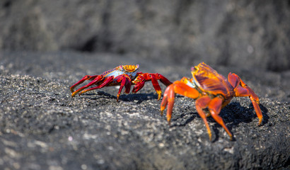Red crabs Galapagos