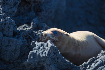 Galapagos wildline in nature