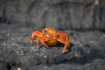 Red crabs Galapagos