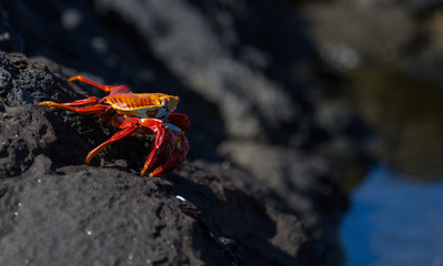 Red crabs Galapagos