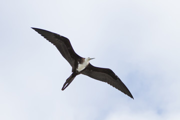 Galapagos wildline in nature