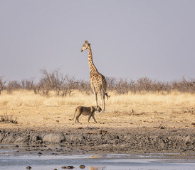 Female Lion And Giraffe