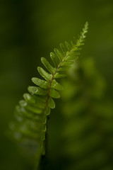 Fern Leaf