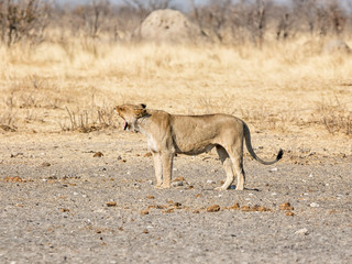 Female Lion