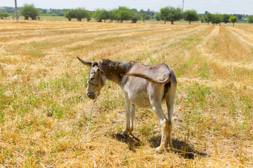 donkey on the field