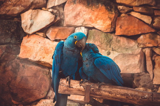 arara azul 