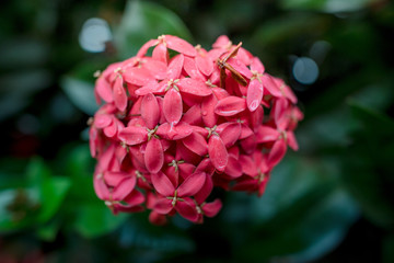 spike flower on garden