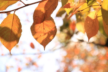 紅葉季節の秋モミジ