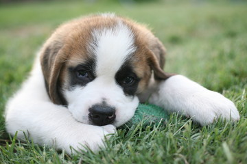 Aim&eacute;e, a cute Saint Bernard puppy