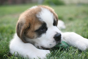 Aim&eacute;e, a cute Saint Bernard puppy
