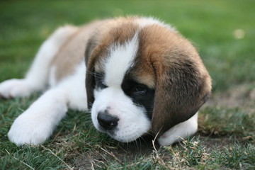 Aimée, a cute Saint Bernard puppy