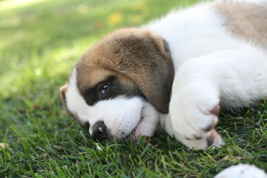 Aimée, a cute Saint Bernard puppy