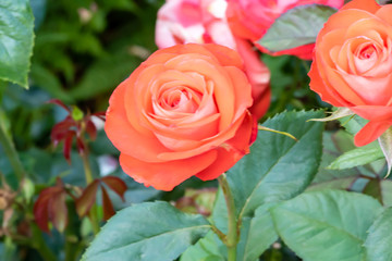 Roses growing in a test garden.