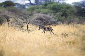 Baby Zebra alone in Africa