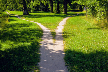 Fototapeta premium The divergence of paths in the park, the summer landscape