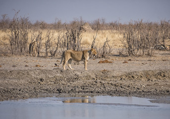 Female Lion