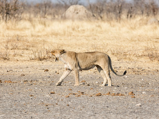 Female Lion