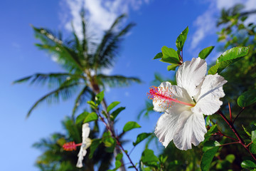 White and pink hibiscus flower in bloom