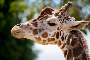 アミメキリンの顔をアップで見た毛皮の質感が面白い、角にも毛がある