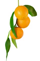 Oranges hanging on a branch