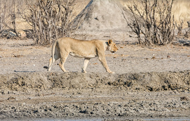 Female Lion