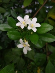 Obraz premium flower, spring, blossom, white, nature, tree, apple, green, plant, garden, branch, bloom, blooming, flowers, leaf, beautiful, pink, macro, beauty, summer, petal, flora, blossoming, leaves, season