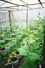 Melon tree Growing In the greenhouse ,Leaf check