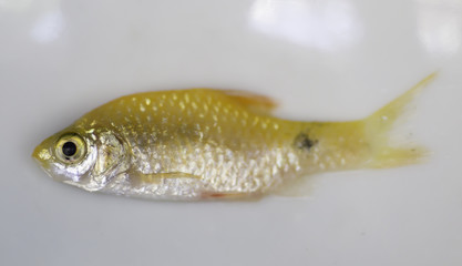 golden fish on white plate with only eye and head in focus