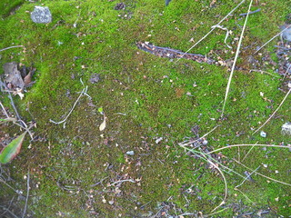 little sprouted green moss
