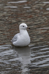Silver Gull (Chroicocephalus novaehollandiae) race 