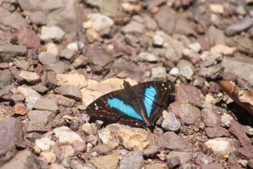 beautiful butterfly 