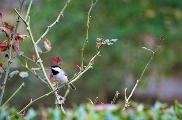 A cute tiny black capped chickadee (Poecile atricapillus) perching on the branch of roses tree on the garden background, Winter in GA USA.