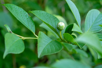 Japanese stewartia