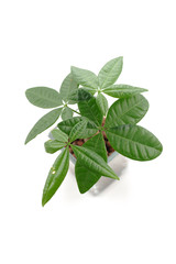 パキラ　観葉植物