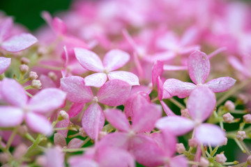 "Annabel" resembling a hydrangea.
