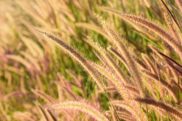 grass flowers in sunset rim light, waving by wind shield on path way