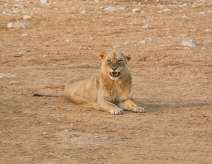 Male Lion