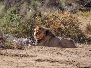 Male Lion With Kill
