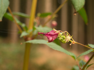  - cross section cut under the microscope – microscopic view of animal cells for education