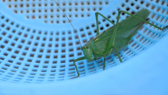 Big green locust female