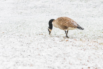 Canada goose feeding