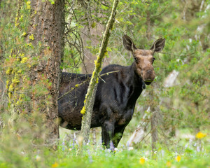 Mountain Moose