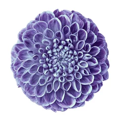 Peel and stick wall murals Dahlia flower violet dahlia isolated on white background. Close-up. Element of design.
