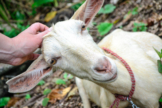 interacting with a white goat