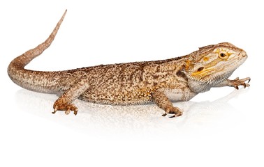Bearded Dragon Isoltaed