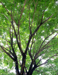 Obraz premium Green branches