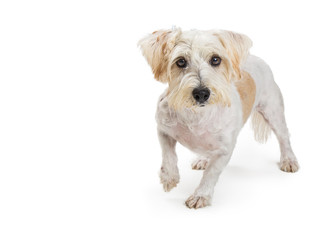 Small White Terrier Crossbreed Dog Walking