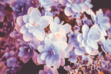Selective focus of beautiful colorful flowers with summer bokeh background.vintage color style.