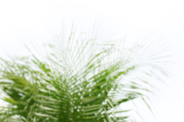 blurred coconut green trees soft light on white background, abstract coconut trees green blur soft