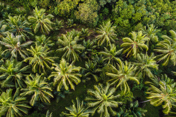 Green tree deep tropical rainforest look down aerial view from drone